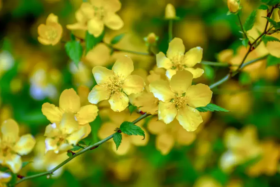 Zákula japonská (Kerria japonica) 