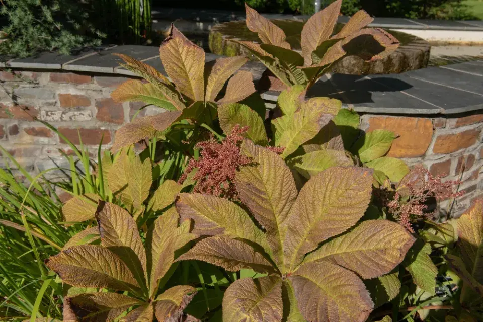 Rodgersie zpeřená (Rodgersia pinnata)