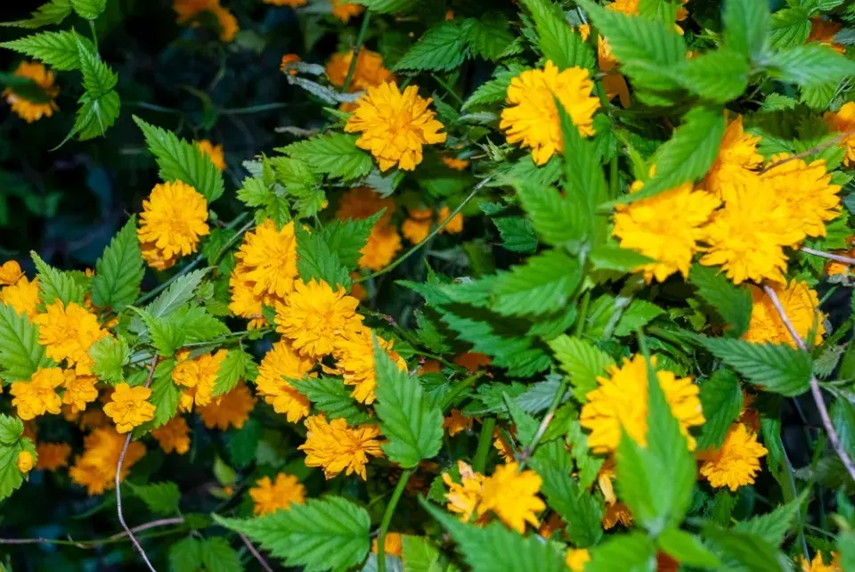 Zákula japonská (Kerria japonica) 