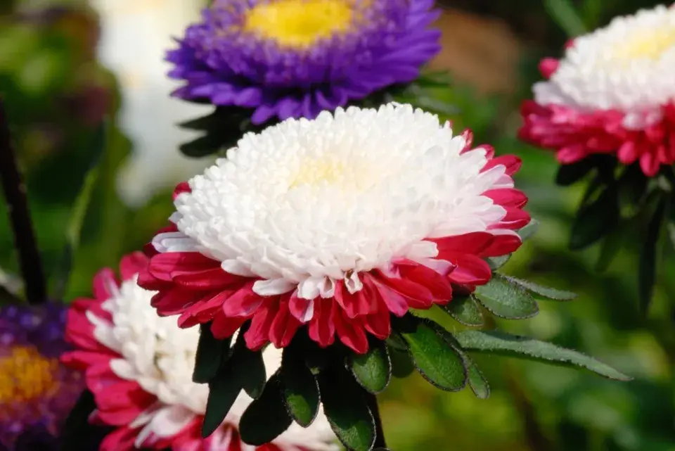 Callistephus chinensis