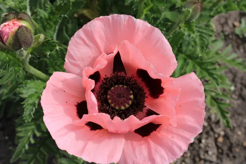 Mák východní (Papaver orientale)