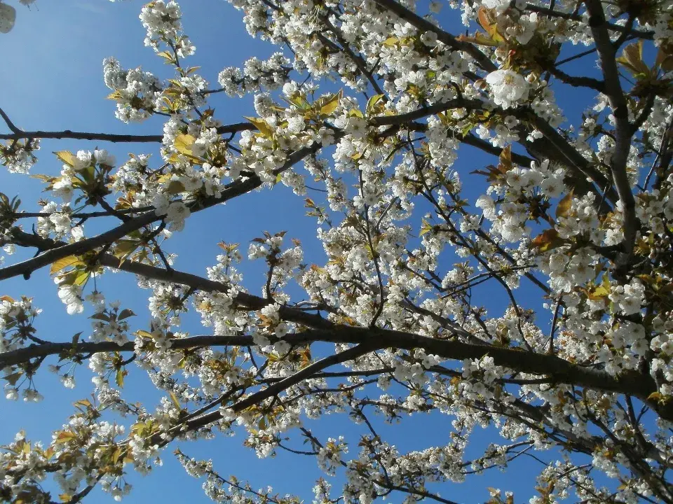 Višeň (Prunus cerasus)