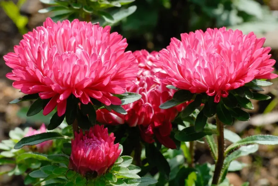 Callistephus chinensis