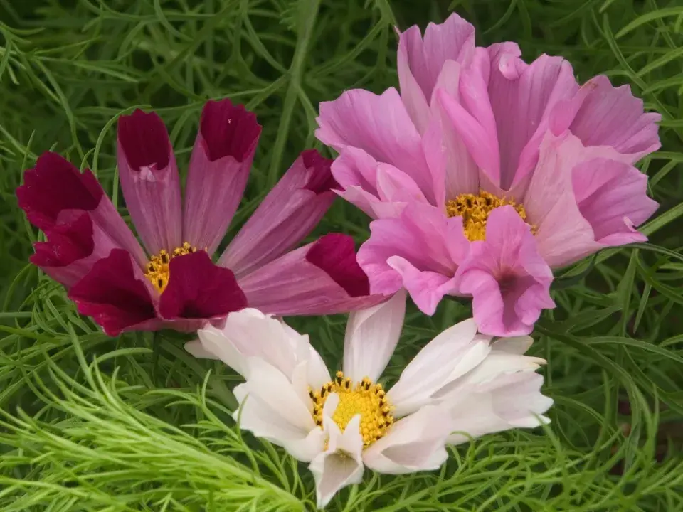 Krásenka zpeřená (Cosmos bipinnatus)