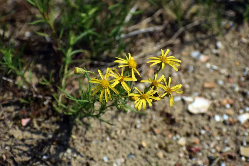 Starček úzkolistý (Senecio inaequidens)