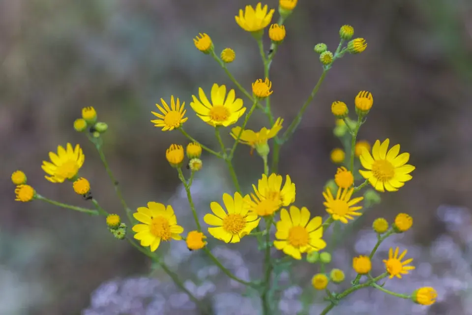 Starček úzkolistý (Senecio inaequidens)