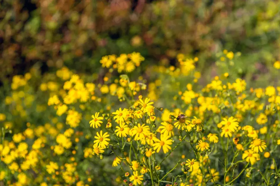 Starček úzkolistý (Senecio inaequidens)