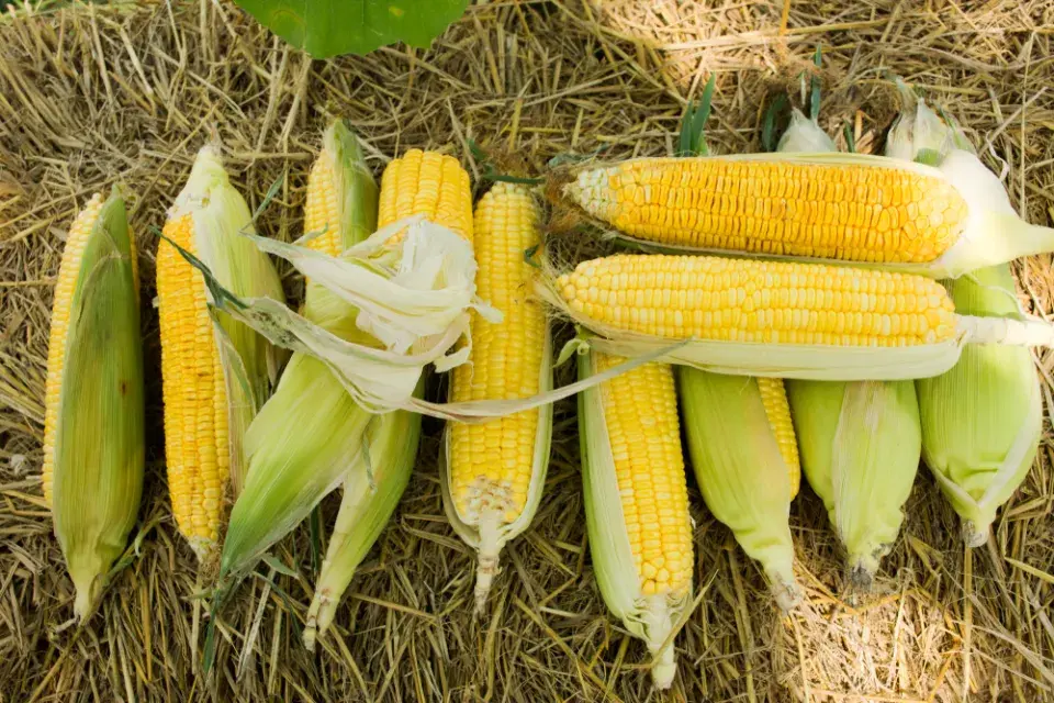 Kukuřice cukrová (Zea mays var. saccharata) 