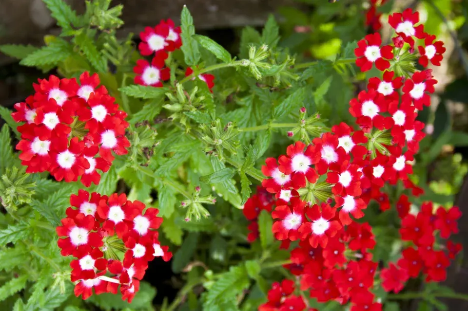 Červenobílé rostliny