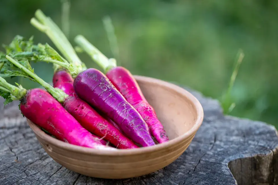 Fialové ředkvičky 