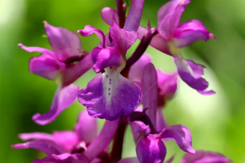 Vstavač mužský (Orchis mascula)
