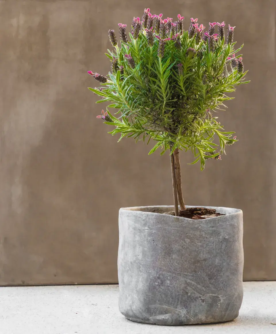 Levandule naroubovaná na kmínek