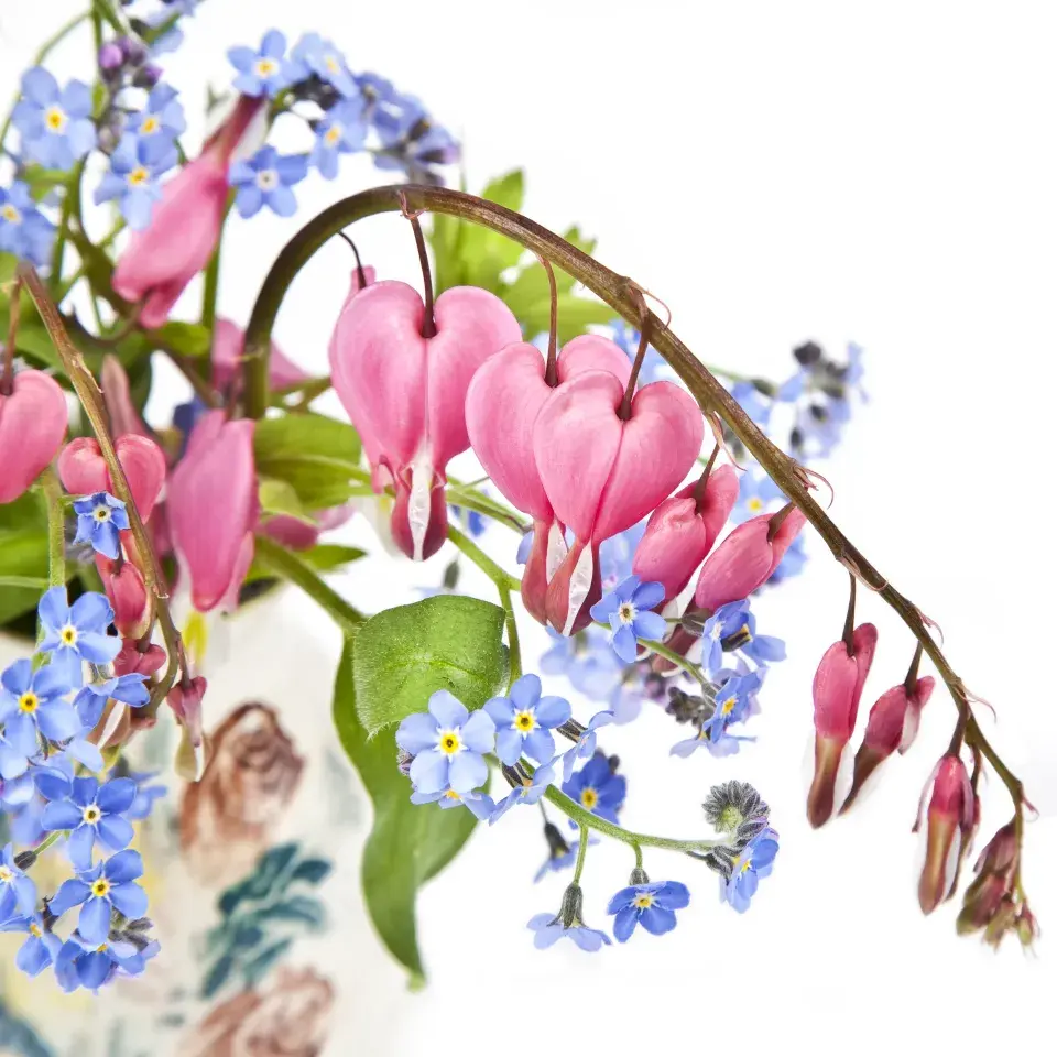 Srdcovky a pomněnky