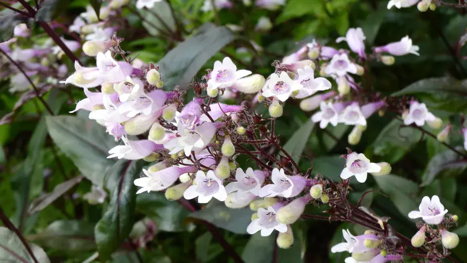 Dračík neboli Penstemon