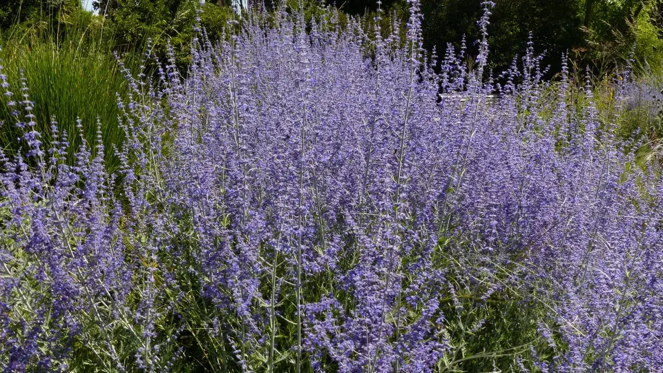 Perovskie lebedolistá