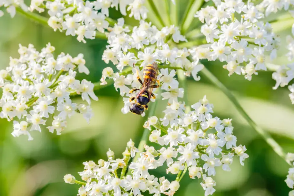 Kmín kořenný (Carum carvi) 