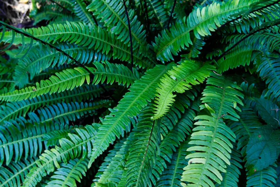 Žebrovice je stálezelená kapradina