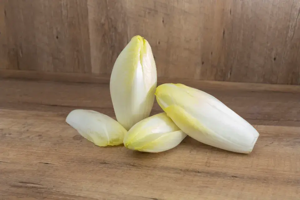 Salátová čekanka (Cichorium endivia)