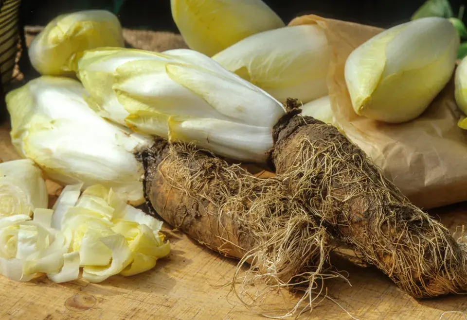 Salátová čekanka (Cichorium endivia)