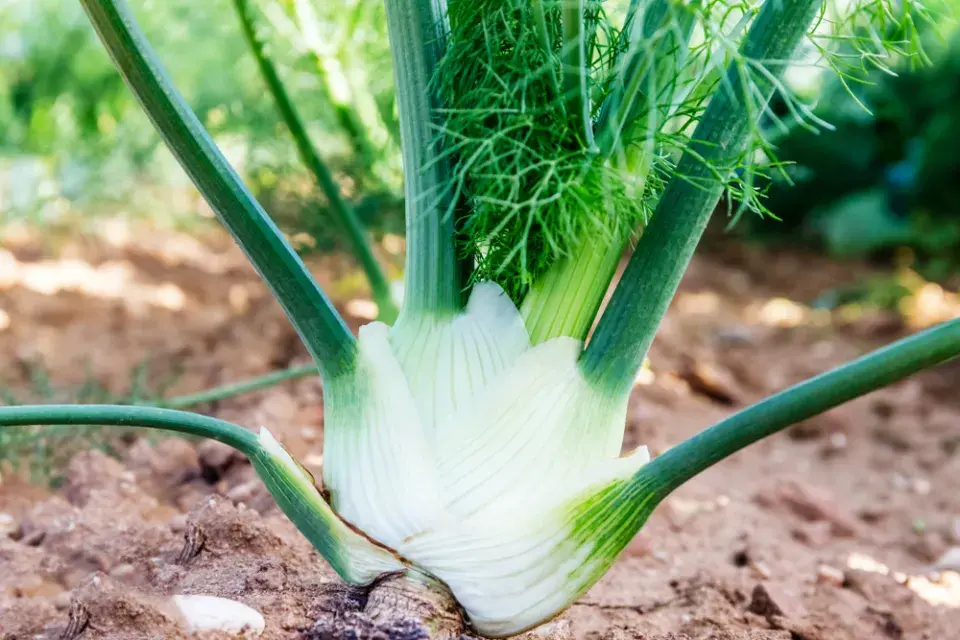 Fenykl sladký neboli hlíznatý (Foeniculum vulgare var. azoricum, syn. Dulce) 