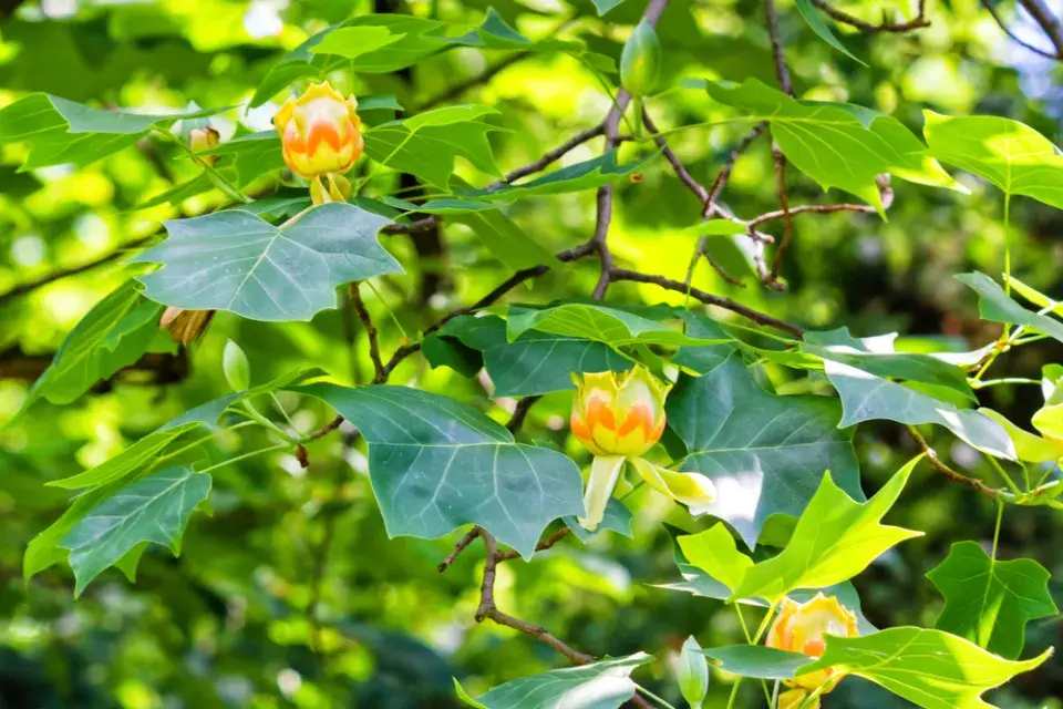 Liliovník tulipánokvětý (Liriodendron tulipifera)