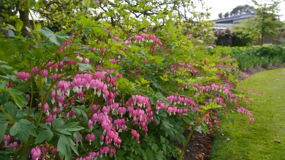 Lamprocapnos spectabilis