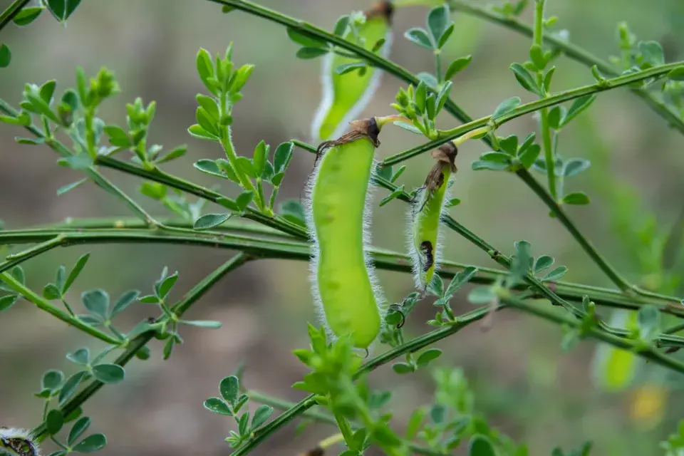Janovec metlatý (Cytisus scoparius) 