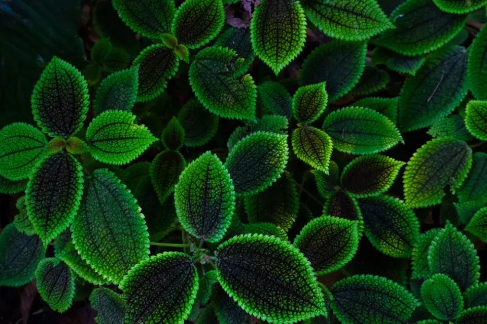 Pilea