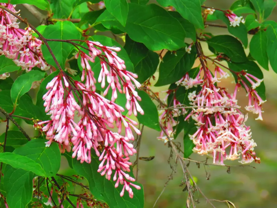 Šeřík karpatský, šeřík maďarský (Syringa josikaea)