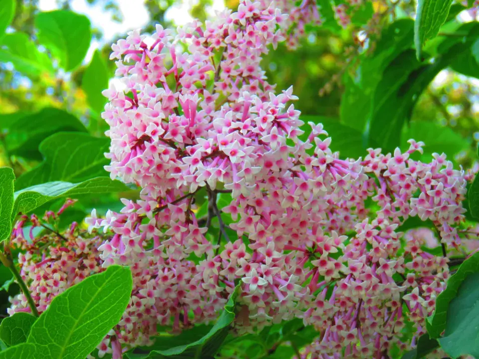Šeřík karpatský, šeřík maďarský (Syringa josikaea)