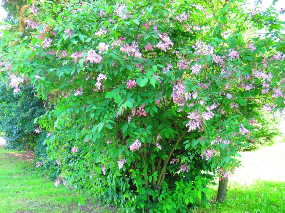 Šeřík karpatský, šeřík maďarský (Syringa josikaea)