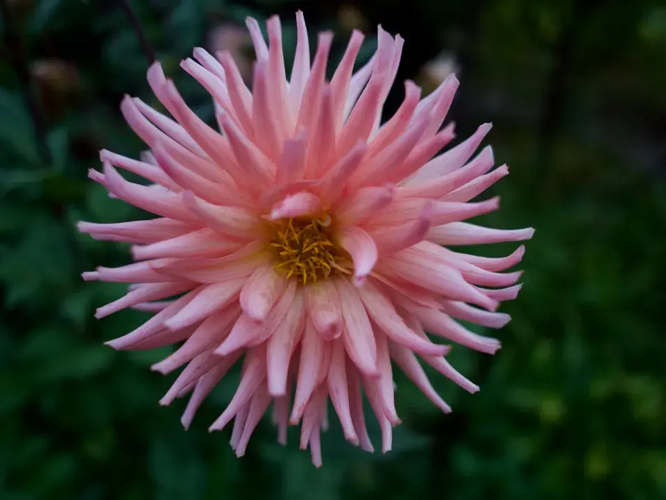 Kaktusovité jiřiny