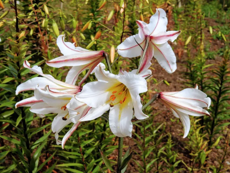 Lilie královská (Lilium regale) 