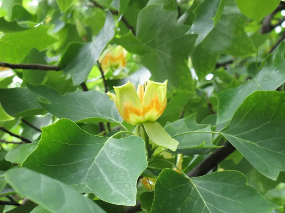 Liliovník tulipánokvětý (Liriodendron tulipifera)