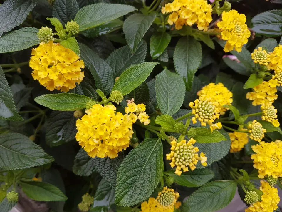 Libora v žluté barvě 