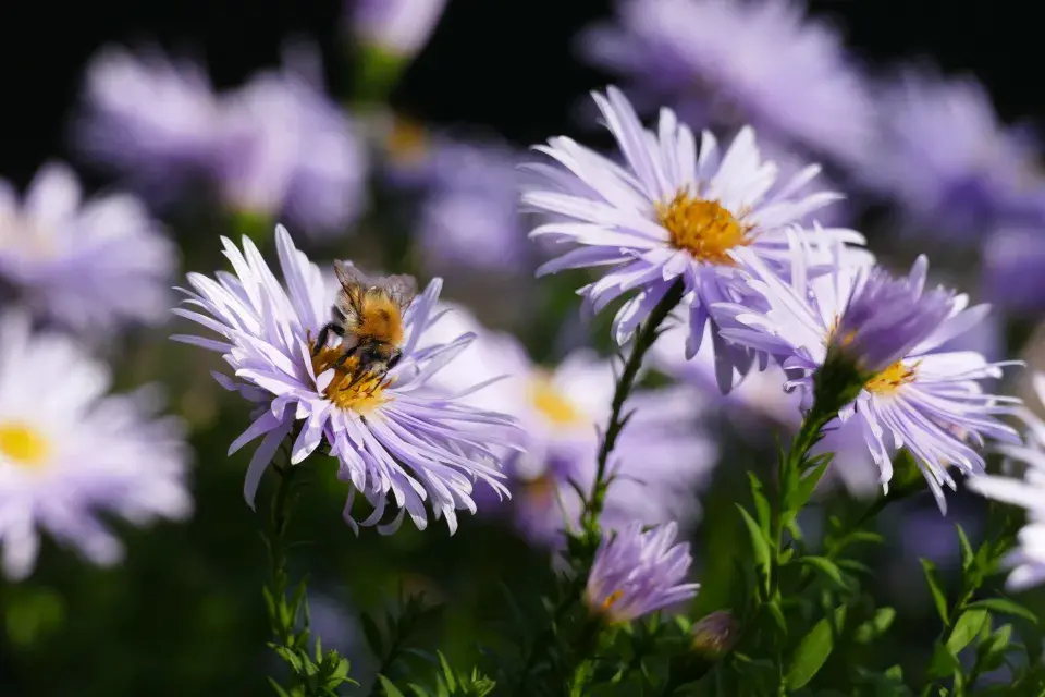 Hvězdnice křovitá