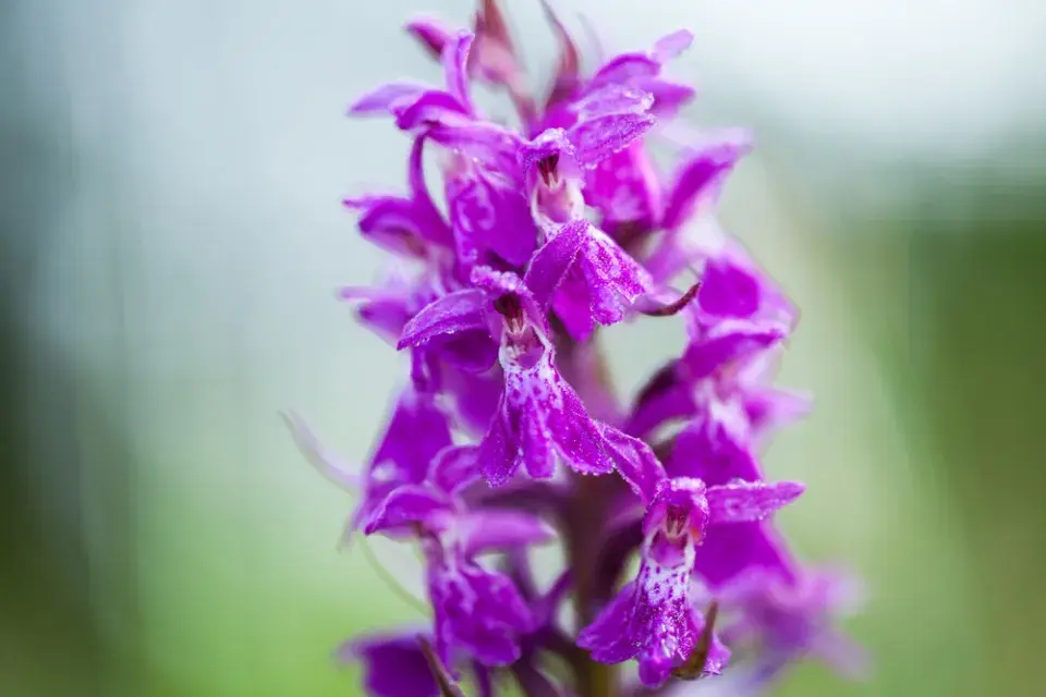 Prstnatec májový (Dactylorhiza majalis)