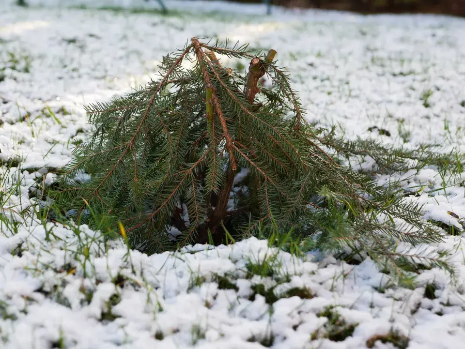 Chvojí jako zimní ochrana rostlin