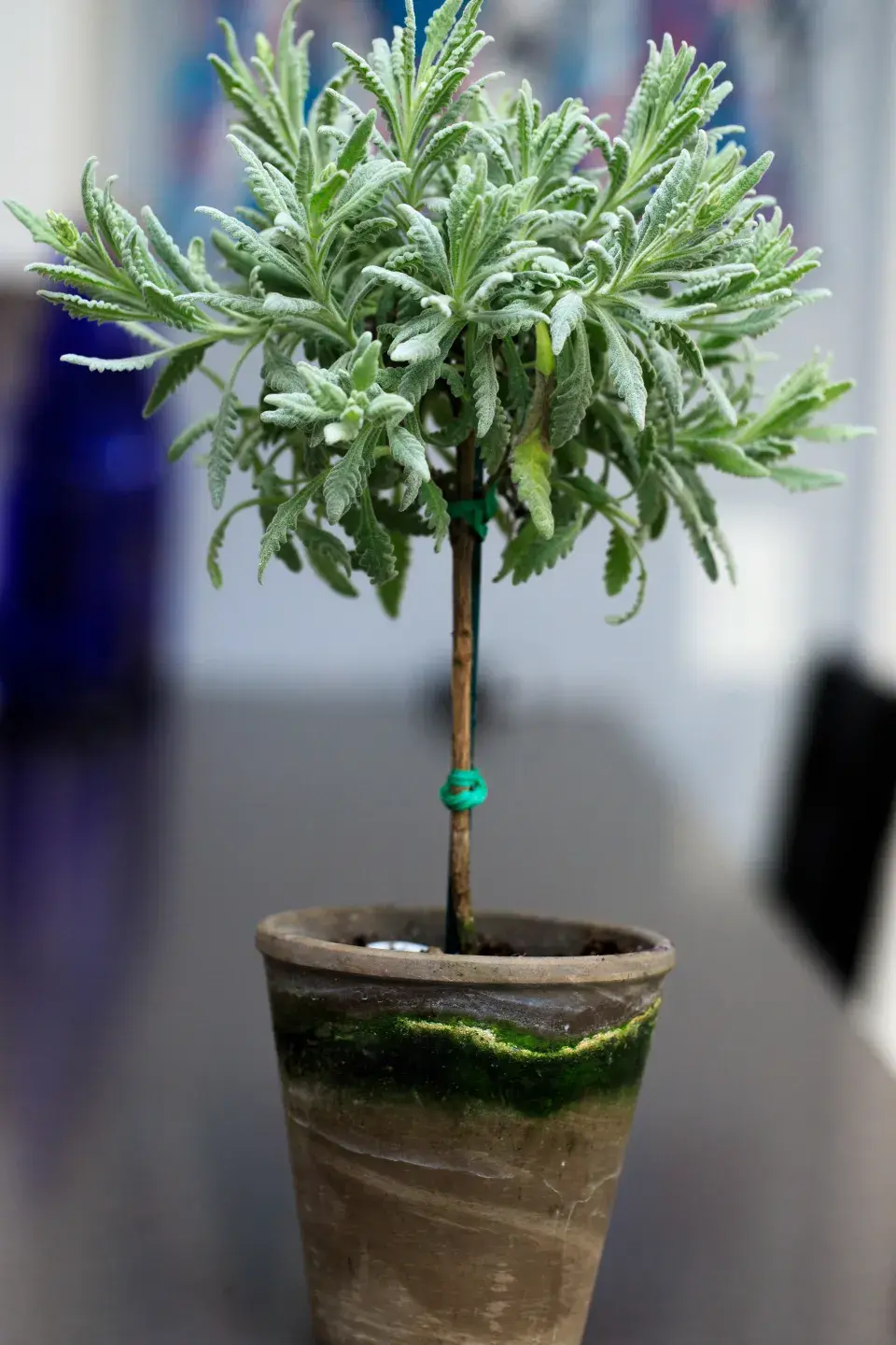 Nerozkvetlá levandule v hnědém květináči