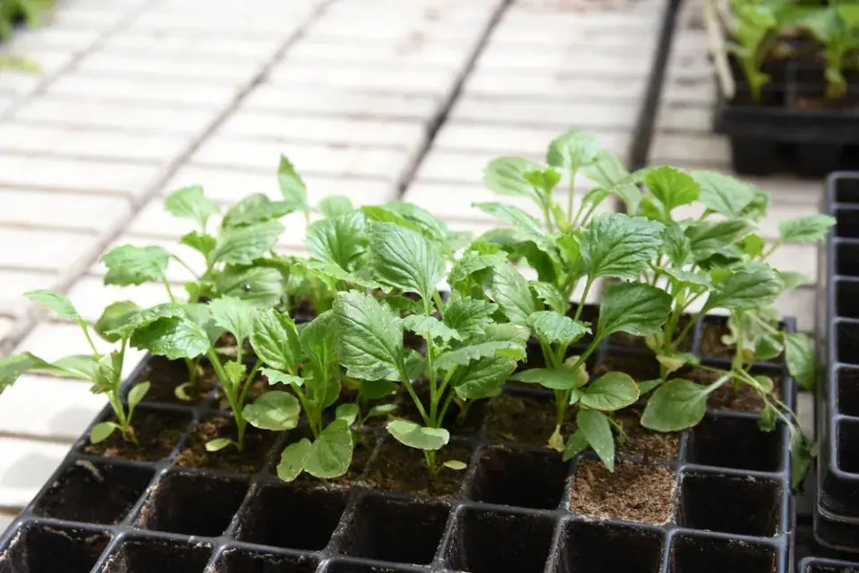 Callistephus chinensis