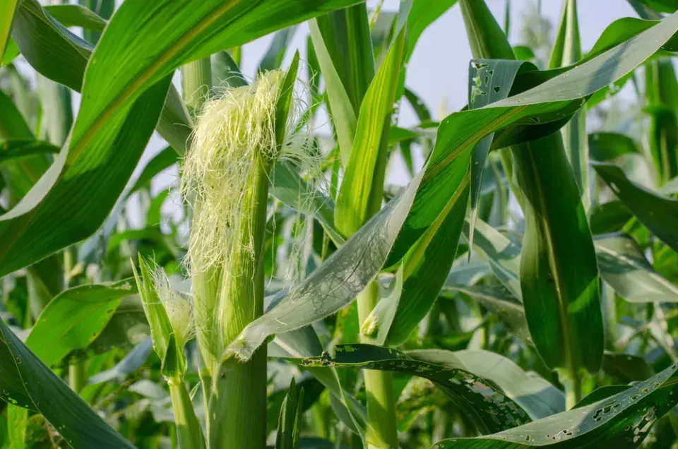Kukuřice cukrová (Zea mays var. saccharata) 