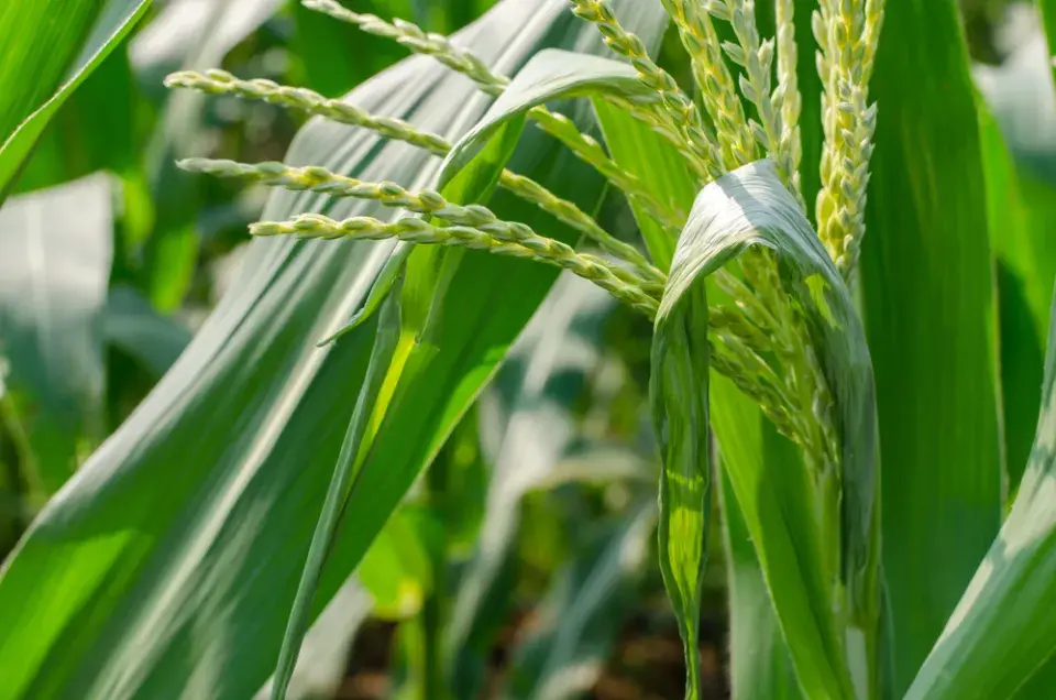 Kukuřice cukrová (Zea mays var. saccharata) 