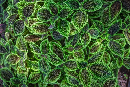 Pilea