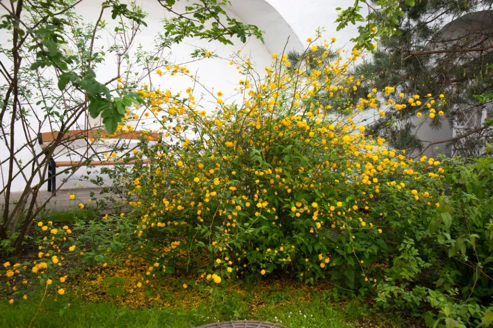 Zákula japonská (Kerria japonica) 