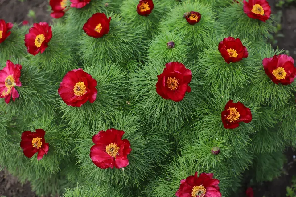 Pivoňka úzkolistá