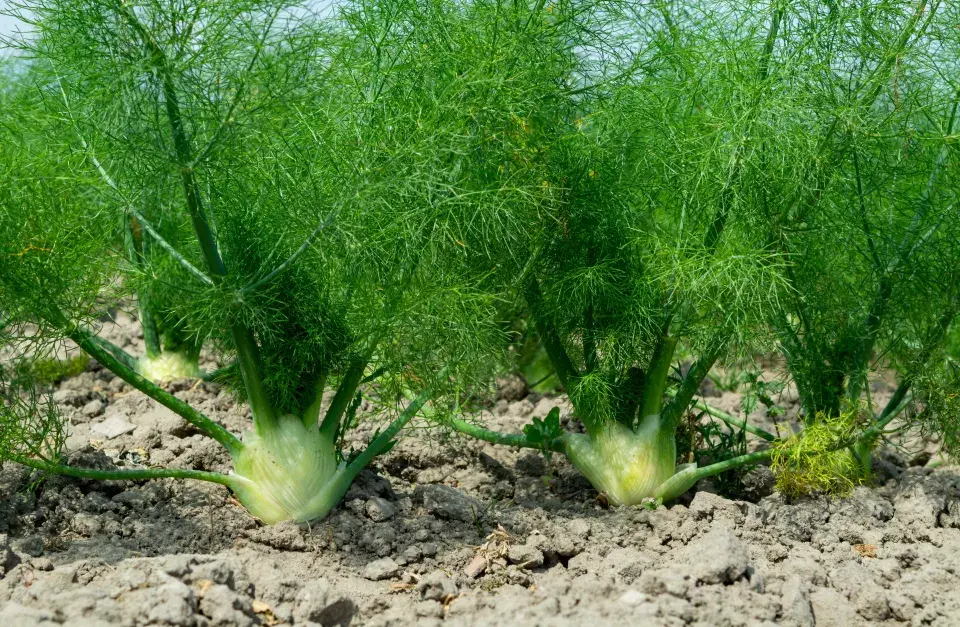 Fenykl sladký neboli hlíznatý (Foeniculum vulgare var. azoricum, syn. Dulce) 