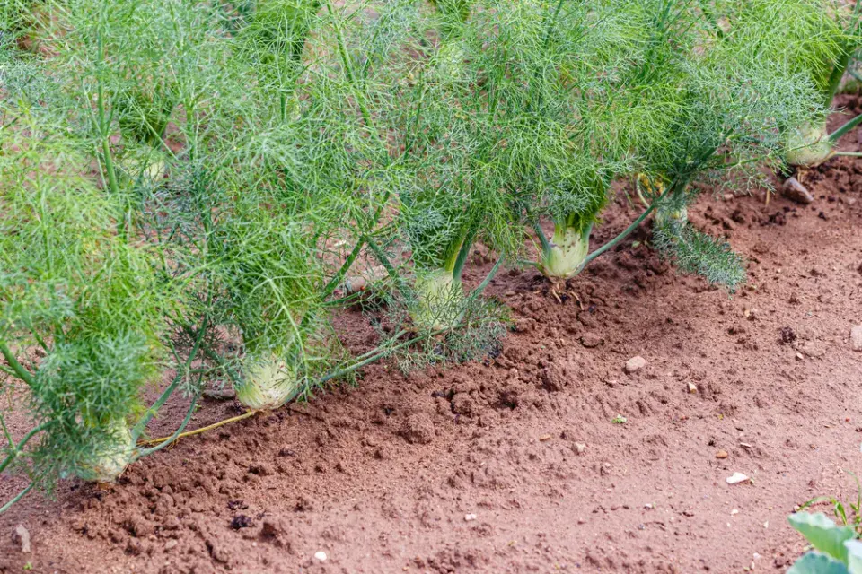 Fenykl sladký neboli hlíznatý (Foeniculum vulgare var. azoricum, syn. Dulce) 