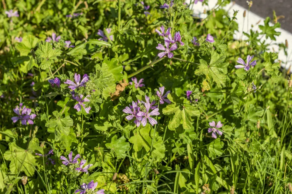 Sléz přehlížený (Malva neglecta)