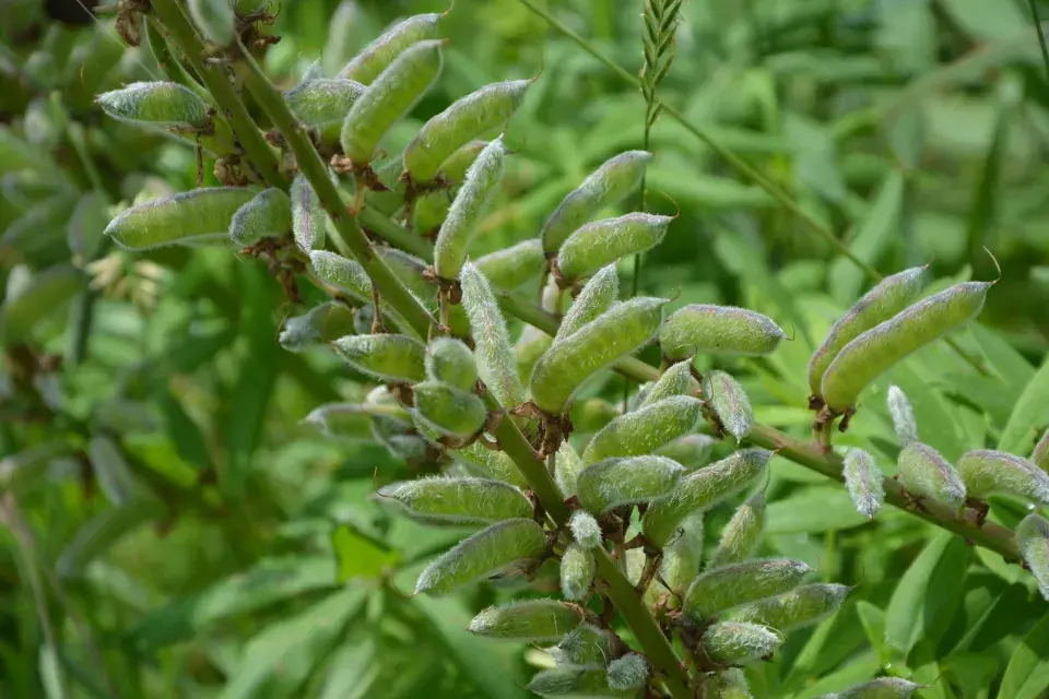 Po odkvětu se tvoří plody s jedovatými semeny