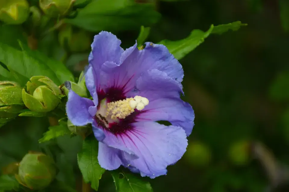 Hibiscus syriacus 'Marina